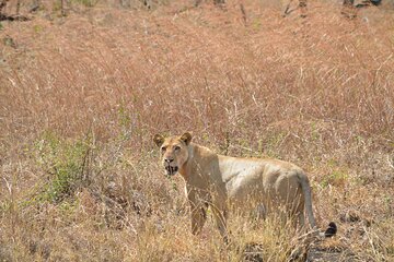 2 Days -1 Night - Safari to Mikumi National Park from Zanzibar