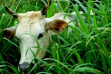 Rio Celeste Funny Milking & Farming Experience