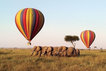 6 Days Group Safari in Mara, Nakuru and Amboseli, Ugraded lodges