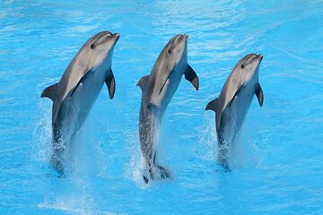 Dolphin Encounter, Photography Session & Smooth Transfer-Hurghada