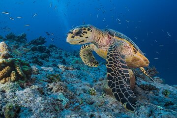 Discover Marsa Mubarak Snorkeling & Turtle House Trip- El Quseir