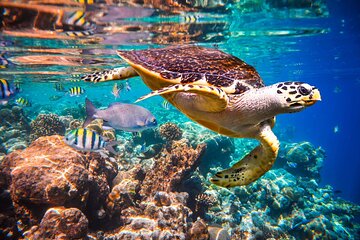 Marsa Mubarak Full Day Trip With Lunch & Transfer - Marsa Alam