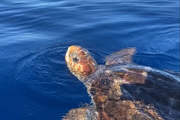 Free Kayak Snorkeling Photos and Neoprene Tour in Tenerife