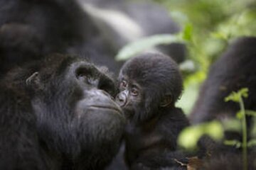 8 Days Uganda Wildlife, Gorilla and Chimp Trekking Safari