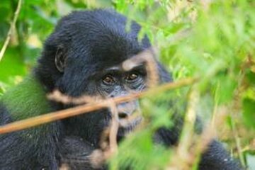 3 Days Amazing Gorilla Trekking in Uganda