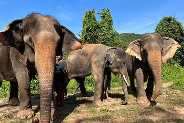 Guided Phuket Cultural Sightseeing Tour with Elephant Watching