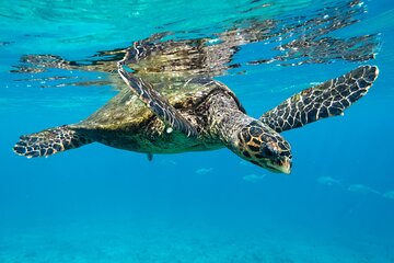 Marsa Mubarak Snorkeling & Diving with Transfers - Marsa Alam
