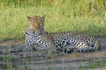 7 Days Uganda Wildlife Safari and Gorilla Trekking