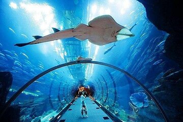 Dubai Aquarium & Underwater Zoo Admission Ticket
