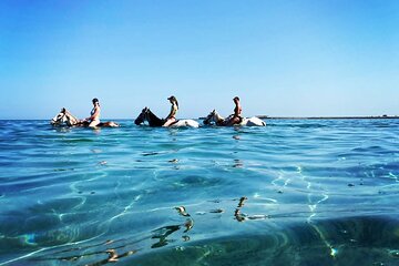 Horse Riding 2 Hours in Nabq Bay beach & Transfer-Sharm El Sheikh