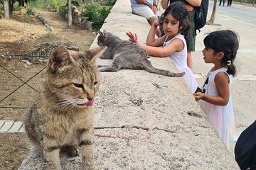 Meet the Cats of Acropolis and Thissio Private Tour