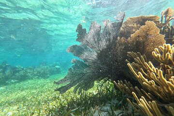 2 Islands Adventure: Isla Contoy & Isla Mujeres with Snorkeling
