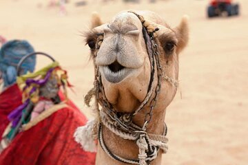 Sharm El Sheikh: Sunrise ATV & White Island Boat Trip