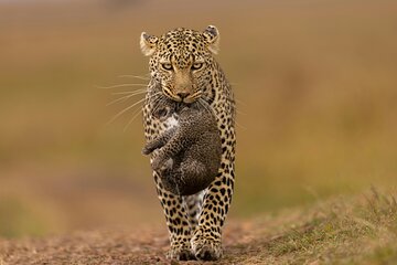 Private Yala Safari Full or Half Day Leopard Tour