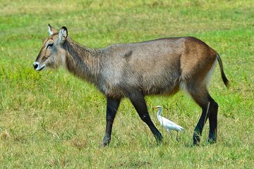 One Day Akegera Big Five and Boat Safari