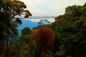 Nyungwe National Park: A 3-Day Wilderness Journey 
