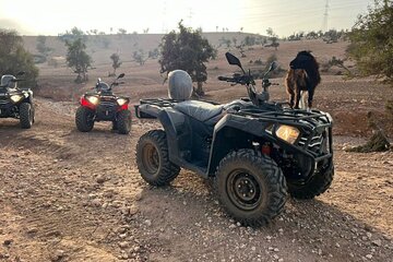 From Taghazout: Desert Quad + goats in the trees