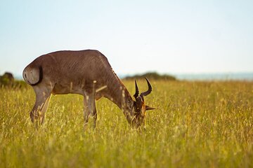 3 Days Exploring the Iconic Serengeti and Ngorongoro Crater