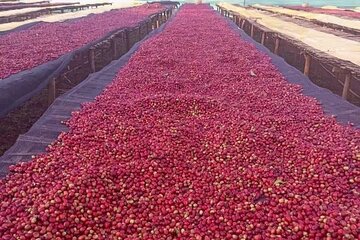 5 Days coffee Tour in Ethiopia