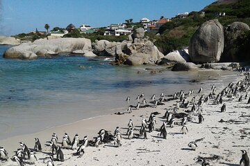 Cape of Good Hope and Penguins Peninsula Tour 
