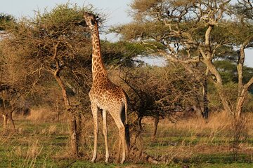 1 Day Trip Lake Manyara National Park