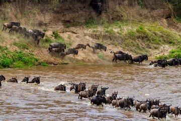 10 Days Private Camping Safari & Great Migration 