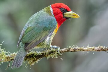 Cali Birdwatching and Botany Tour at KM18