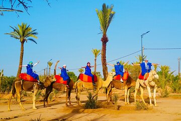 Explore Palmeraie Grove 2 Hour Camel Ride & Transfer - Marrakesh