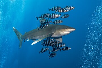 Dive Elphinstone Reef in Marsa Alam