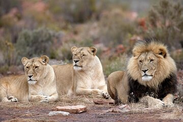 Aquila Safari Full Day Tour with Fairview Wine tasting 
