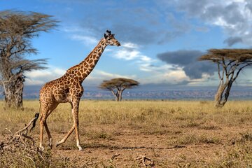 4 Days Tarangire, Serengeti and Ngorongoro Mid-Range Group Safari
