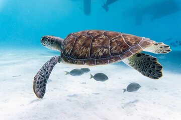 Abu Dabbab Snorkeling Excursion with Sea Turtles - Marsa Alam