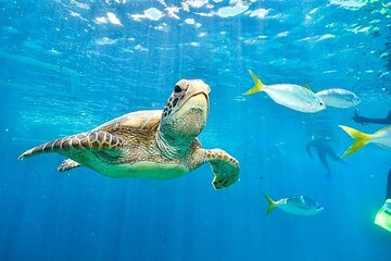 Explore Abu Dabbab Snorkeling with Turtles & Dugong - Hurghada