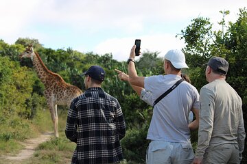 Giraffe Tracking 4x4 Safaris