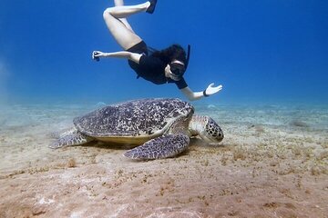 Private Abu Dabbab Snorkel with Turtles & Lunch – Hurghada