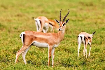 Agadir National Park and mini Sahara day trip