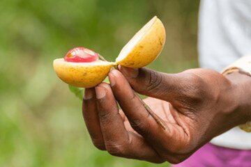 Explore Zanzibar Spice Farm with Lunch & Stone Town Walking Tours