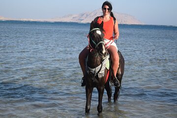 2 Hours Horseback Riding in Nabq Bay & Transfer - Sharm El Sheikh