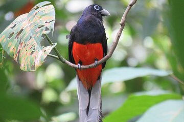 Birdwatching (OSA)