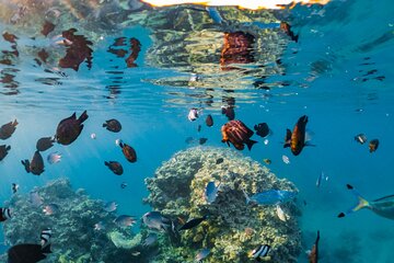 Semi Submarine Experience sea Trip With transfer from Sharm