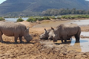 Full-day Aquila Game Reserve Big 5 Safari with Lunch Included
