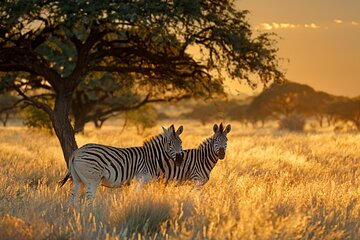 12 Days Private Safari Tour from Arusha