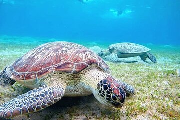Marsa Alam: Abu Dabbab Beach Full Day Trip