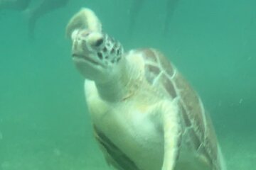  Private VW Beetle Tour Swim with Turtles, Visit Tulum Ruins&Town