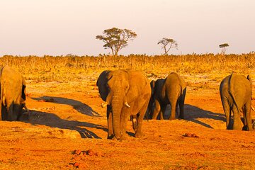 Full-Day Trip from Victoria Falls to Hwange National Park