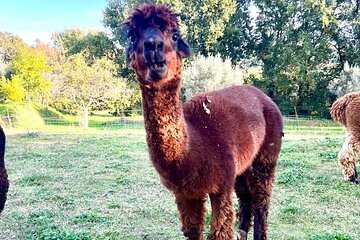 Tour of the Alpacas and the pigs of Cinta Senese in Montepulciano
