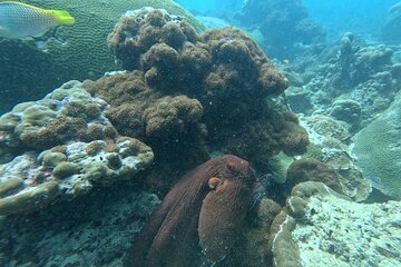 Phuket: Stunning Night Dive from the shore