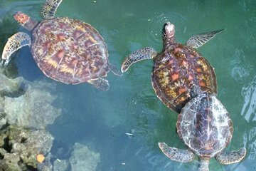 Day Trip Zanzibar: Snorkeling Dolphin Aquarium Turtles and Sunset