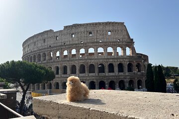 Colosseum and Ancient Rome Private Guided Tour and Ticket Entry