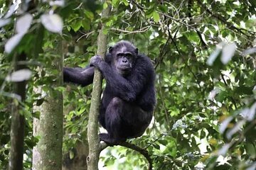 2 Days Private Chimpanzee Tracking and Canopy Walk in Nyungwe NP